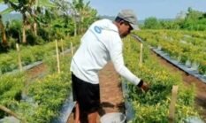 Panen Perdana 300 Kg Petani Kluting Jaya Mulai Kuasai Pasar Cabai Weda