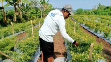 Panen Perdana 300 Kg Petani Kluting Jaya Mulai Kuasai Pasar Cabai Weda