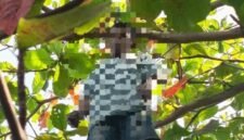 Korban saat ditemukan dalam kondisi gantung diri di sebuah pohon [Foto : istimewa]