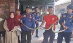 Ular Bersarang di Plafon Rumah Bikin Geger Warga Tabahawa Ternate