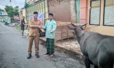 Nasab Berkurban, 15 Sapi Disalurkan ke Warga Ternate