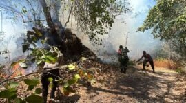 Karhutla yang terjadi di Kelurahan Tubo, Kota Ternate 