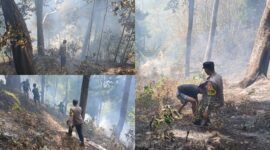 Kebakaran lahan yang melanda kawasan Taman Love, Kelurahan Moya